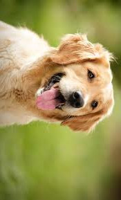 Dog 2 edited